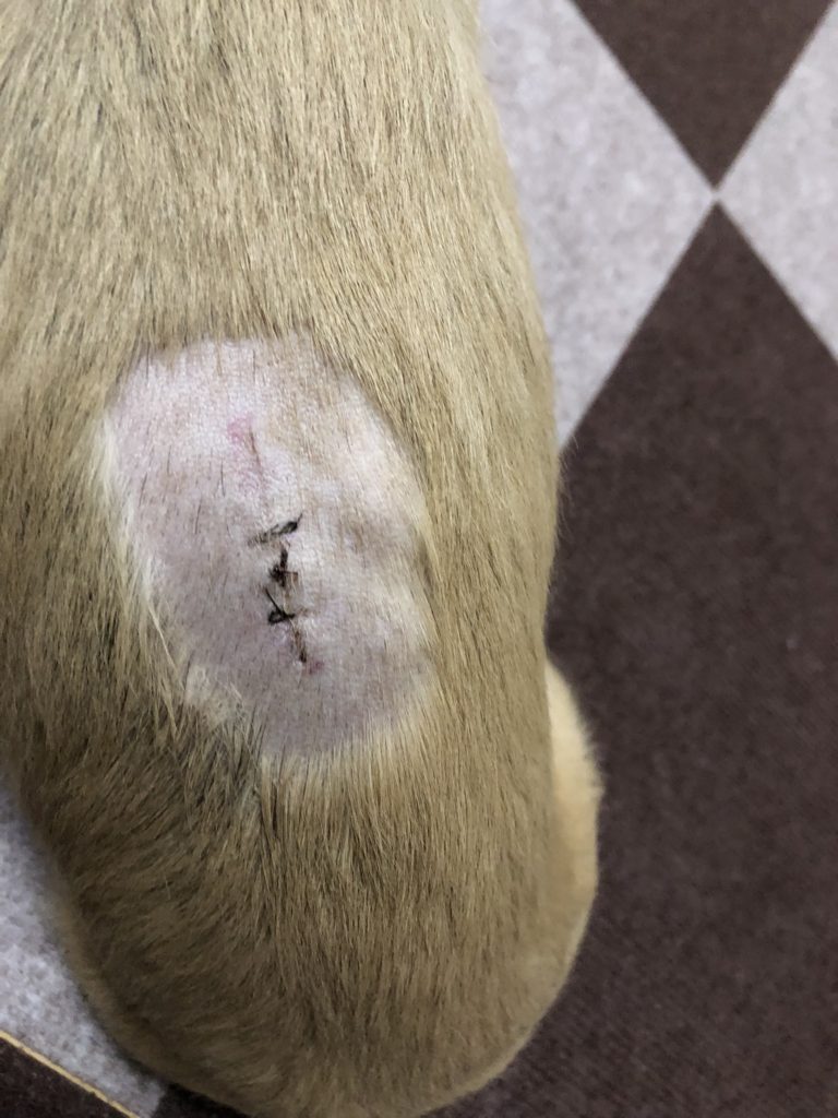 愛犬のヘルニア手術後のケアは万全ですか?犬のヘルニア手術後の抜糸と背中の皮膚の柔軟性について|ミニチュアダックスフンドのヘルニア 愛犬のヘルニア手術後のケアは万全ですか?犬のヘルニア手術後の抜糸と背中の皮膚の柔軟性について|ミニチュアダックスフンドのヘルニア