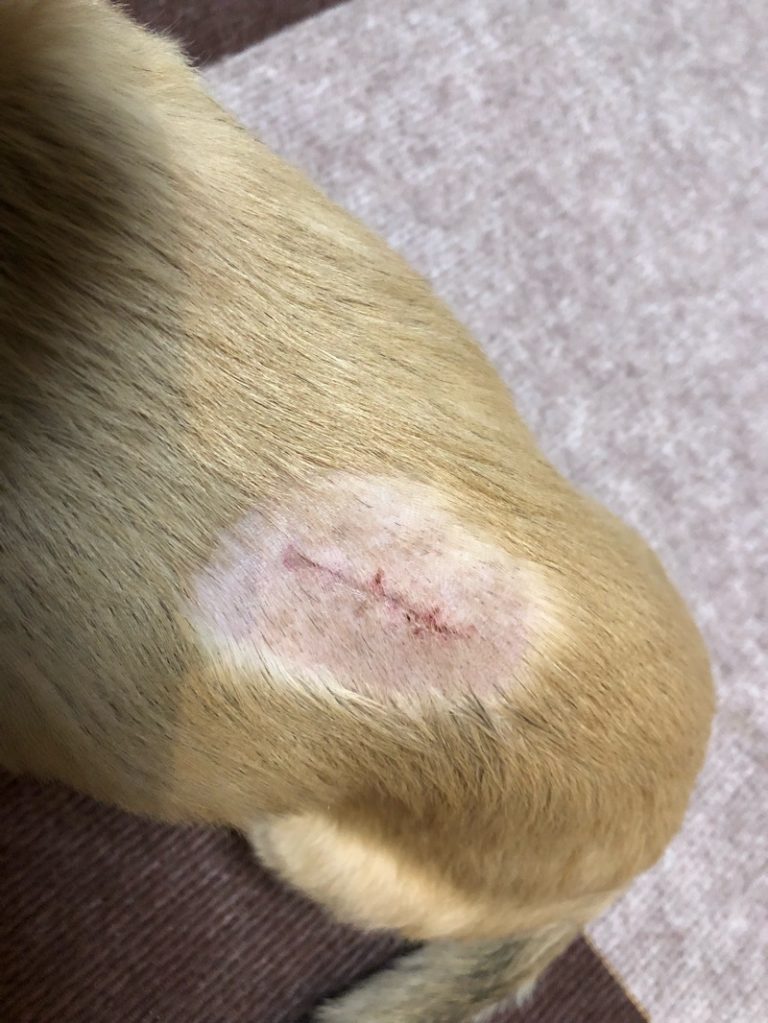 愛犬のヘルニア手術後のケアは万全ですか?犬のヘルニア手術後の抜糸と背中の皮膚の柔軟性について|ミニチュアダックスフンドのヘルニア 愛犬のヘルニア手術後のケアは万全ですか?犬のヘルニア手術後の抜糸と背中の皮膚の柔軟性について|ミニチュアダックスフンドのヘルニア